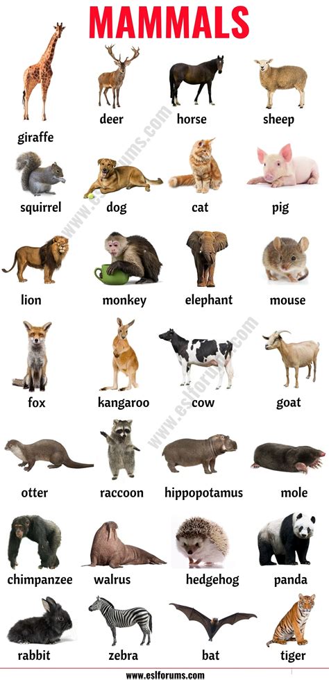 Mammals: List of 152 Mammals in English with ESL Picture!.